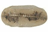 Fossil Fern (Pecopteris) Nodule Pos/Neg - Mazon Creek #184638-1
